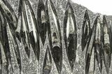 Polished Fossil Orthoceras (Cephalopod) Plate - Morocco #298085-1